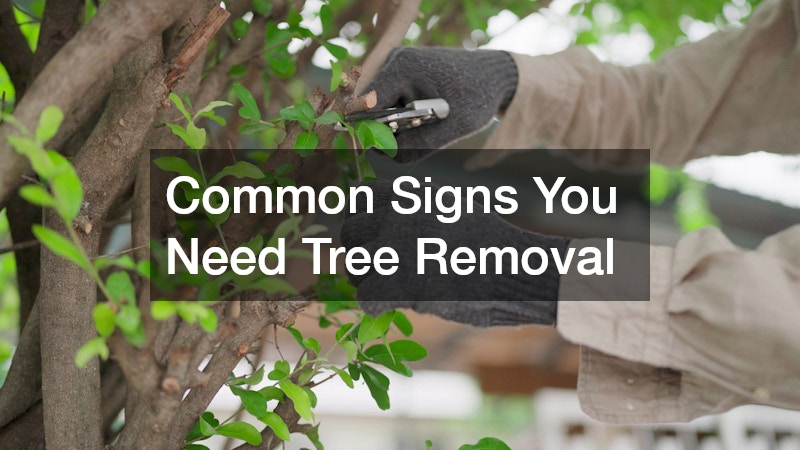 Common Signs You Need Tree Removal